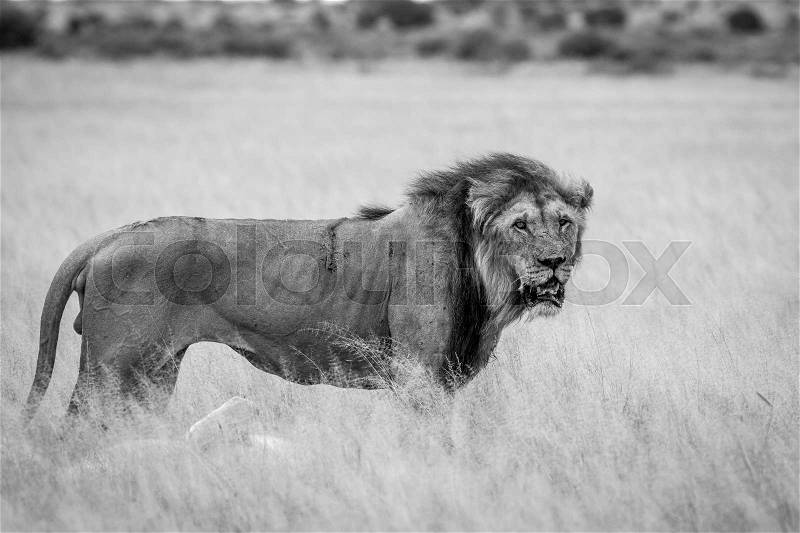 Big male Lion standing in the high grass in black and white in the Central Kalahari, Botswana, stock photo