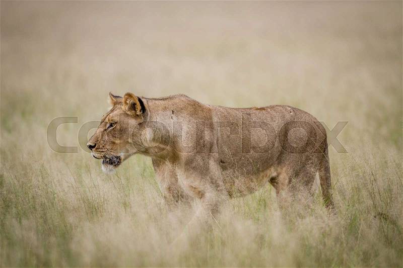 Lion walking in the high grass in the Central Kalahari, Botswana, stock photo