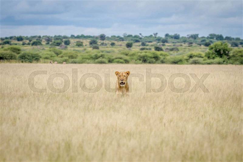 Lion head sticking out of the high grass in the Central Kalahari, Botswana, stock photo