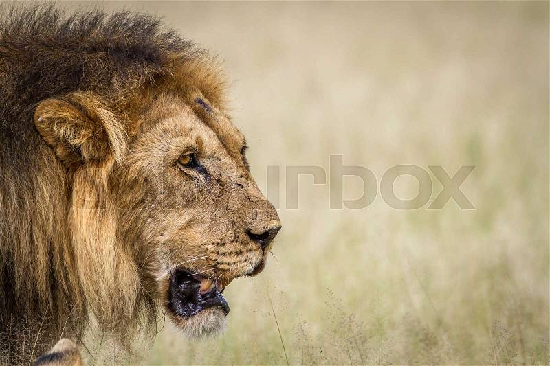 Side profile of a big male Lion in the high grass in the Central Kalahari, Botswana, stock photo