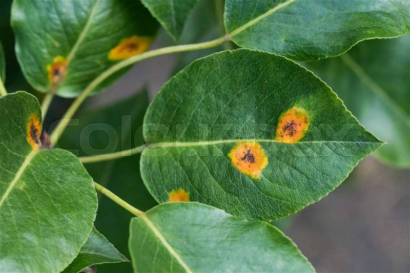 Close up of pear leaves with pear rust infestation , stock photo