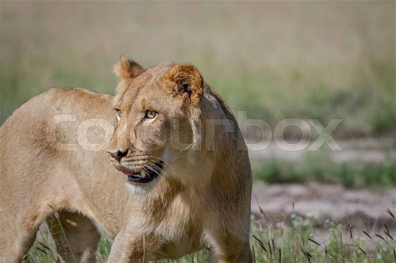 Side profile of a young male Lion in the Central Kalahari, Botswana, stock photo