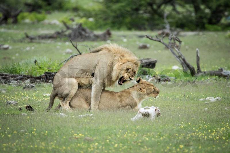 Lion couple mating in the grass in the Etosha National Park, Namibia, stock photo