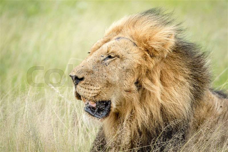 Side profile of a big male Lion in the Central Kalahari, Botswana, stock photo