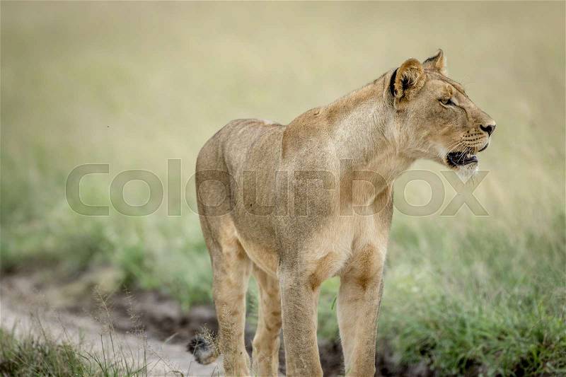 Side profile of Lion in the Central Kalahari, Botswana, stock photo