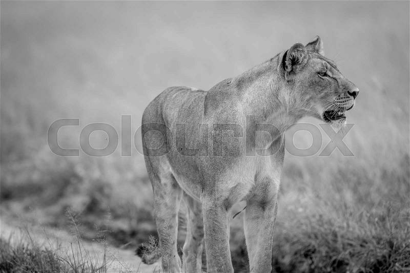 Side profile of Lion in black and white in the Central Kalahari, Botswana, stock photo