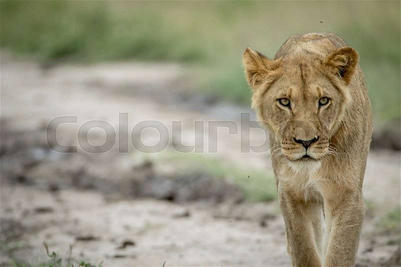 Lion walking towards the camera in the Central Kalahari, Botswana, stock photo