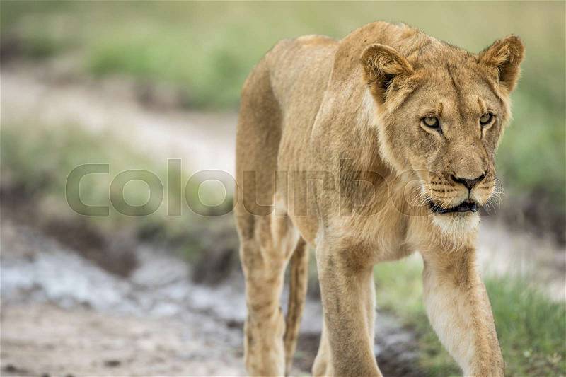 Lion walking towards the camera in the Central Kalahari, Botswana, stock photo
