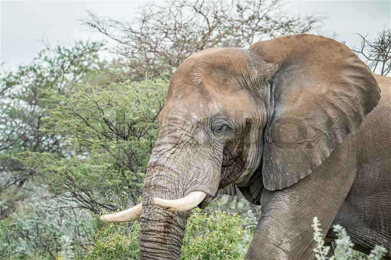 Side profile of a big Elephant in the Etosha National Park, Namibia, stock photo