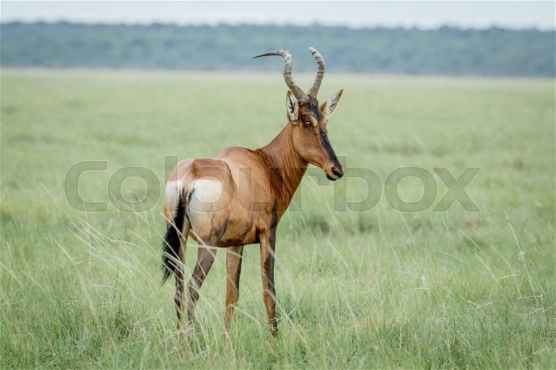 Side profile of a Red hartebeest in the Etosha National Park, Namibia, stock photo