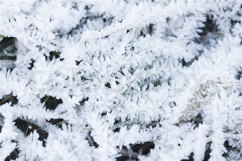 Fresh white frost covers green grass in early winter morning, Norway, stock photo