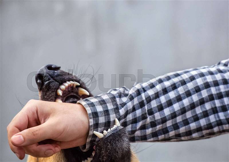 A male German shepherd bites a man by the hand, stock photo