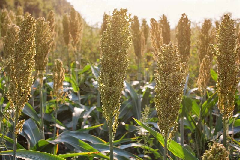 Bushes cereal and forage sorghum plant one kind of mature and grow on the field in a row in the open air. Harvesting, stock photo