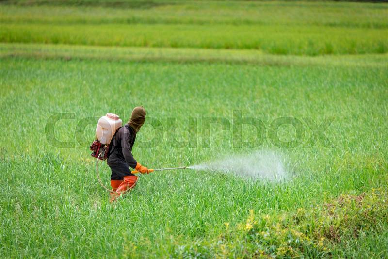 Farmer spraying insecticides in rice farm, stock photo