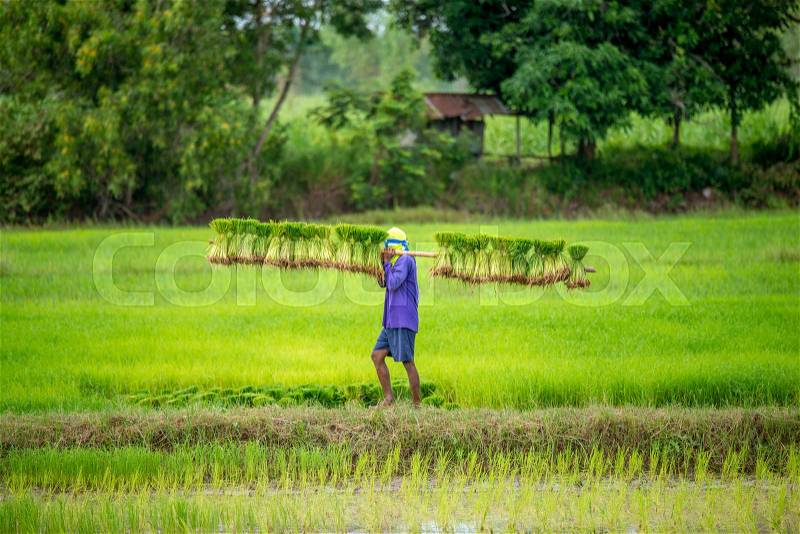 Farmers bearing the seedlings in rice field, stock photo