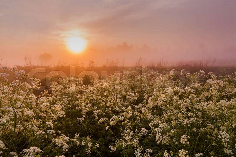 Misty dawn on the river bank with flowers, stock photo