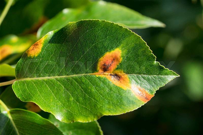 Close up of pear leaves with pear rust infestation in sun light , stock photo