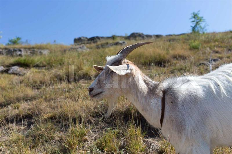 Funny goat portrait against sunny meadow background, stock photo
