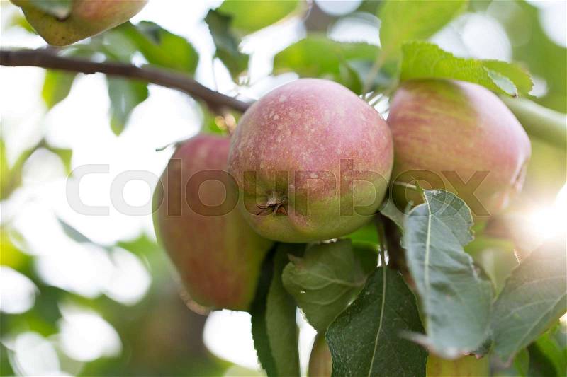 Red ripe apples on apple tree branch. Macro. Photo can be used as a whole background, stock photo