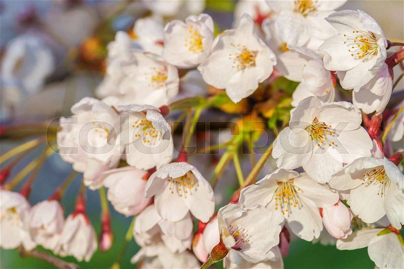 Cherry tree or sakura flowers blossoming in spring on natural green background, stock photo