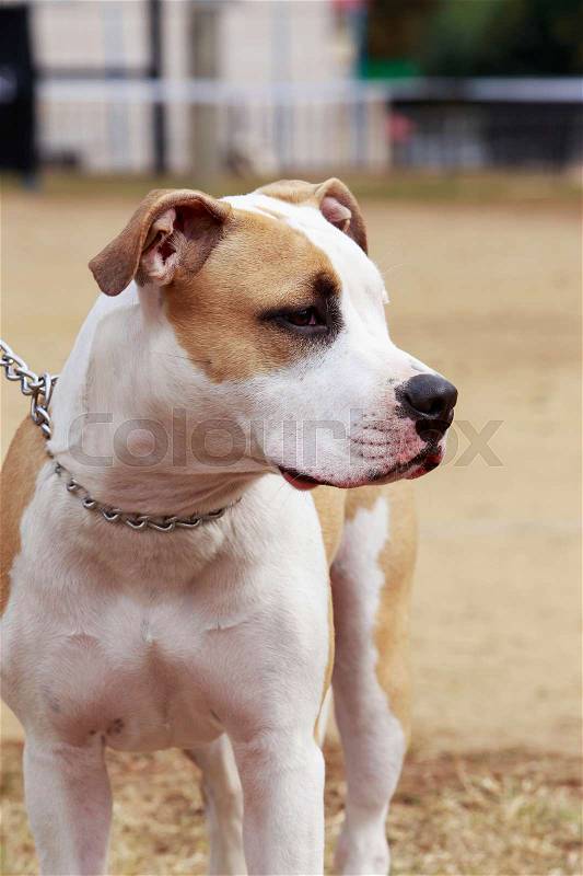 Dog breed American Staffordshire Terrier a close-up, stock photo