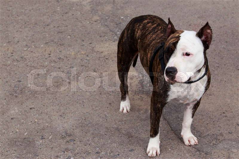 Dog breed American Staffordshire Terrier on a gray background, stock photo