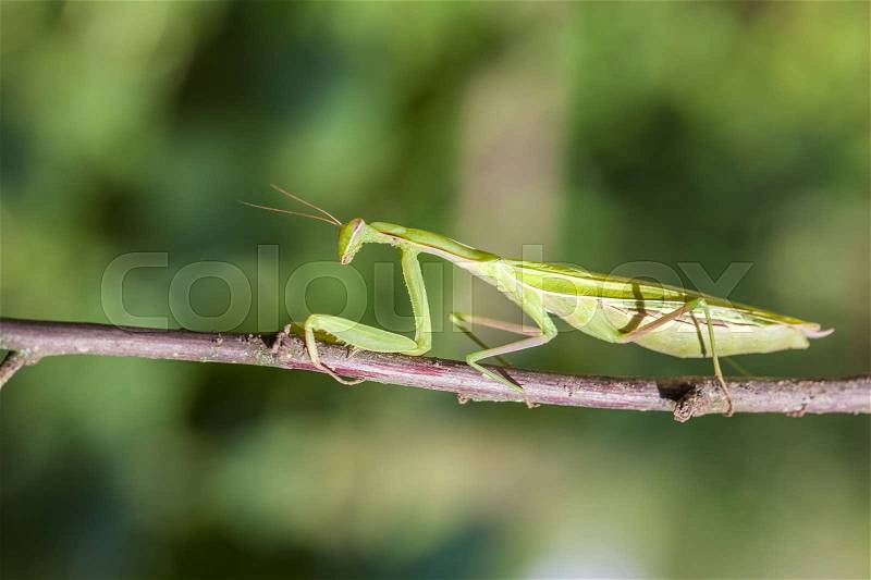 Young European Mantis or Praying Mantis, Mantis religiosa, crawling on branch, stock photo