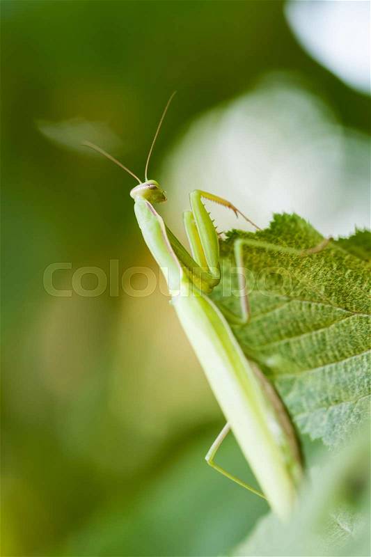 Young European Mantis or Praying Mantis, Mantis religiosa, crawling on green leaf, stock photo
