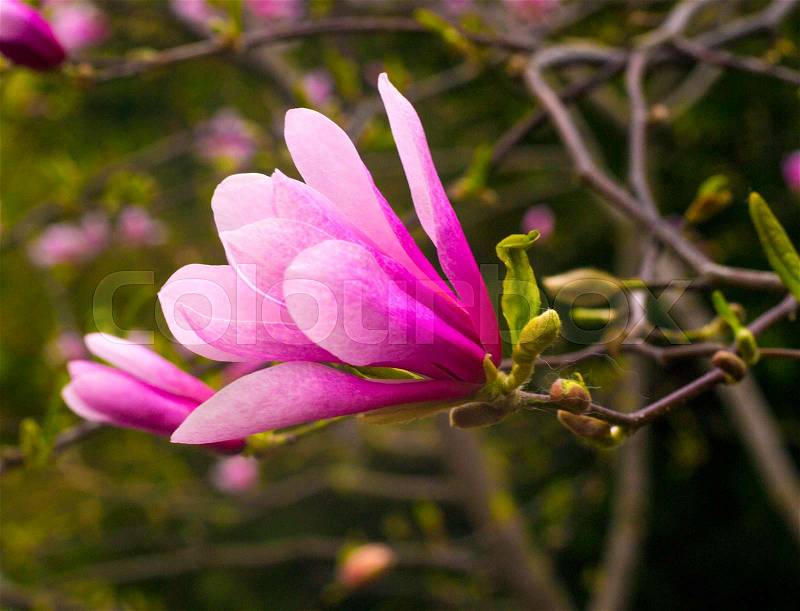 Decoration of few magnolia flowers. pink magnolia flower. Magnolia. Magnolia flower, spring branch, stock photo