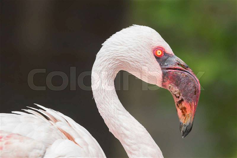 Pink flamingo close-up, isolated on green grass background, stock photo