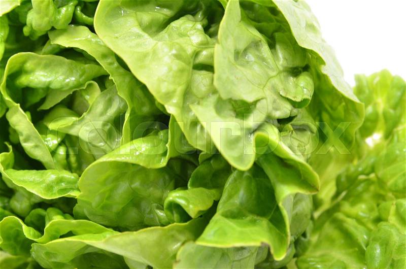 Green butter head lettuce isolated on white, stock photo