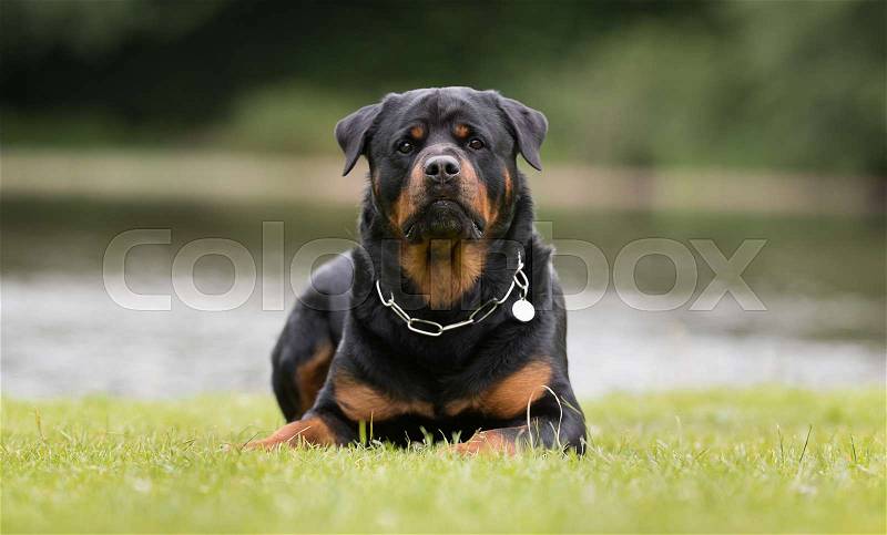 Healthy purebred dog photographed outdoors in the nature on a sunny day, stock photo
