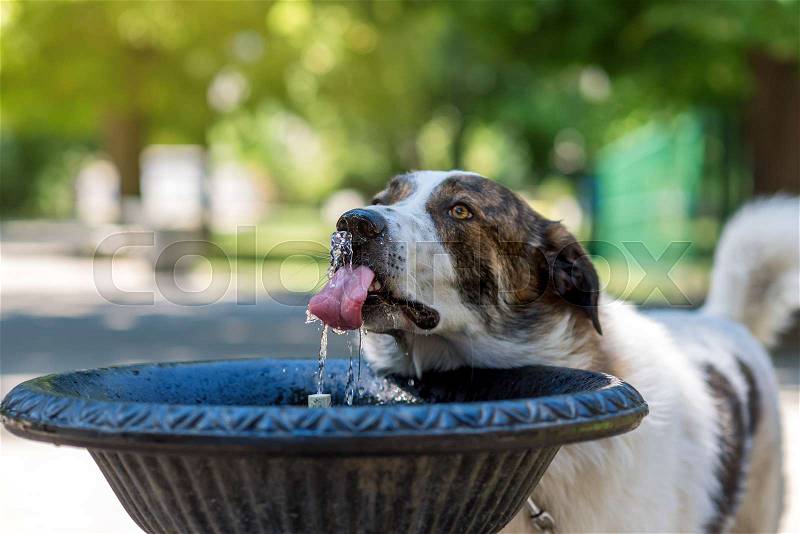 Dog drinking water from the fountain, stock photo