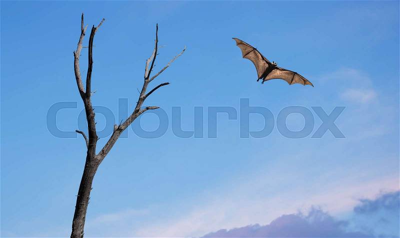 Mysterious Halloween background with flying fruit fox, stock photo