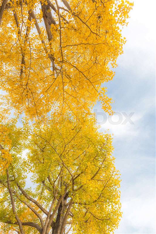 Ginkgo trees in Autumn in Tokyo Japan, stock photo