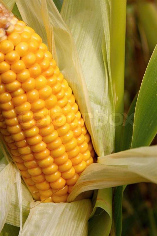 Maize cob detail between green leaves, stock photo