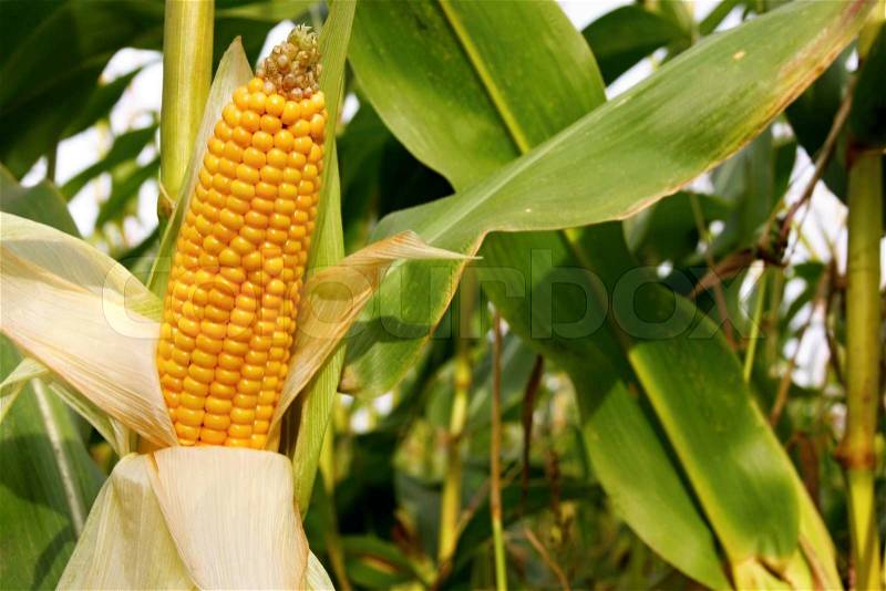 Maize cob detail between green leaves, stock photo