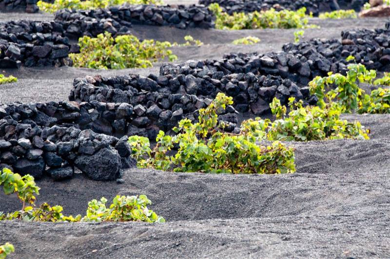 Vineyards with typical round lava rock walls on Lanzarote, Canary Islands, Spain, stock photo