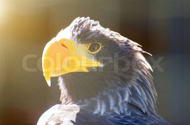 Portrait view of steller\'s sea-eagle, stock photo