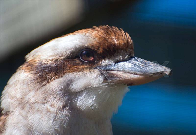 Close-up portrait of laughing kookaburra, stock photo