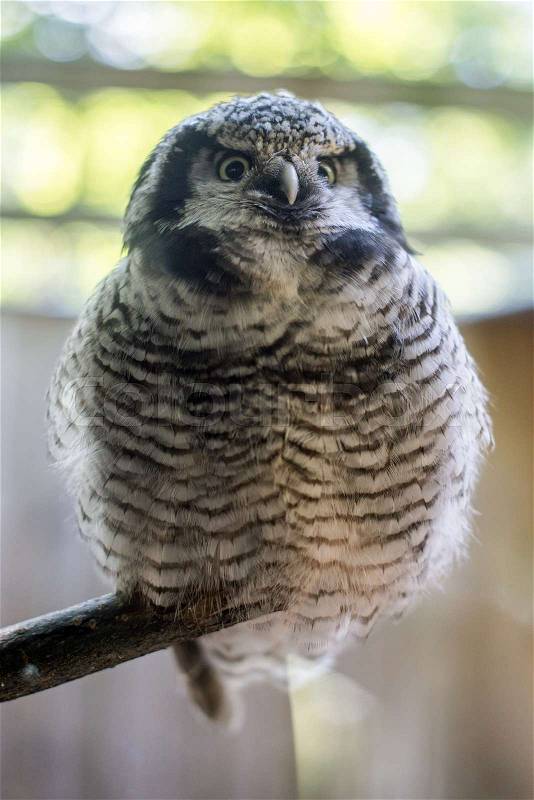 Funny owl at the zoo, stock photo