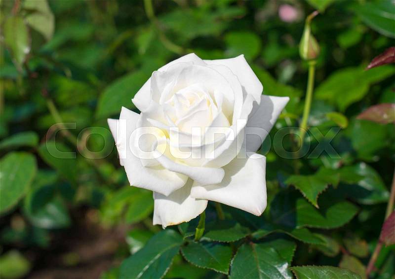 White rose blooms in the garden, stock photo