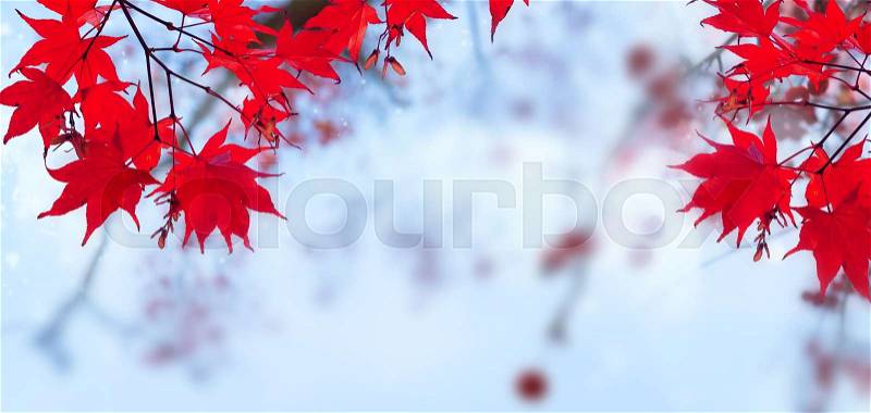 Fall red maple leaves on blue sky defocused background banner, stock photo