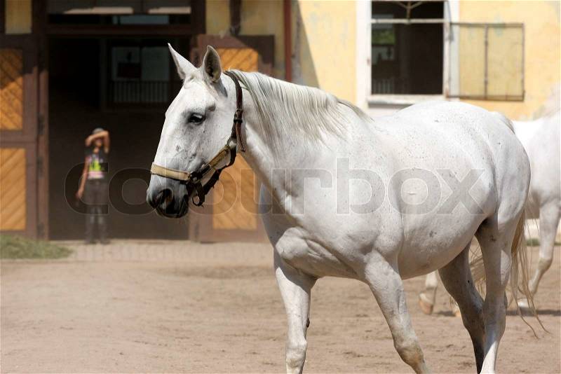 The Kladruber is the oldest Czech horse breed The main breeding centre is in National stud farm Kladruby nad Labem in Czech republic, being now one of the world\'s oldest horse breeds, stock photo