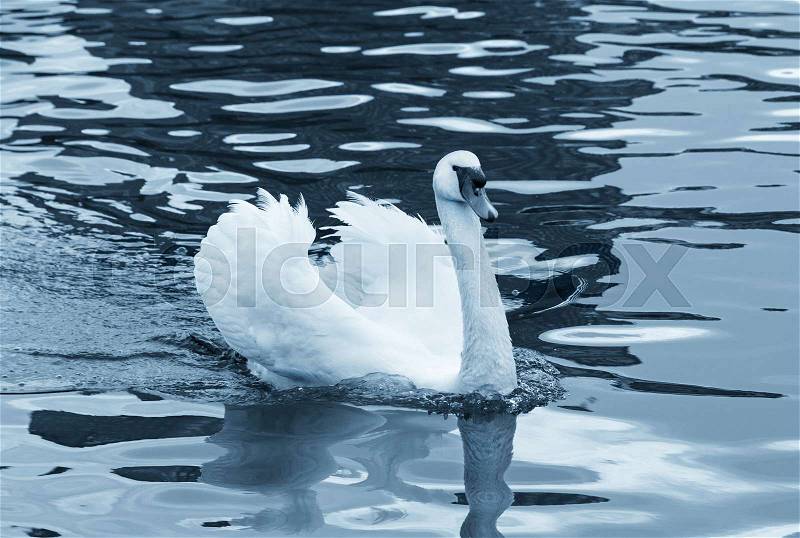 White swan swimming in Main river, stock photo
