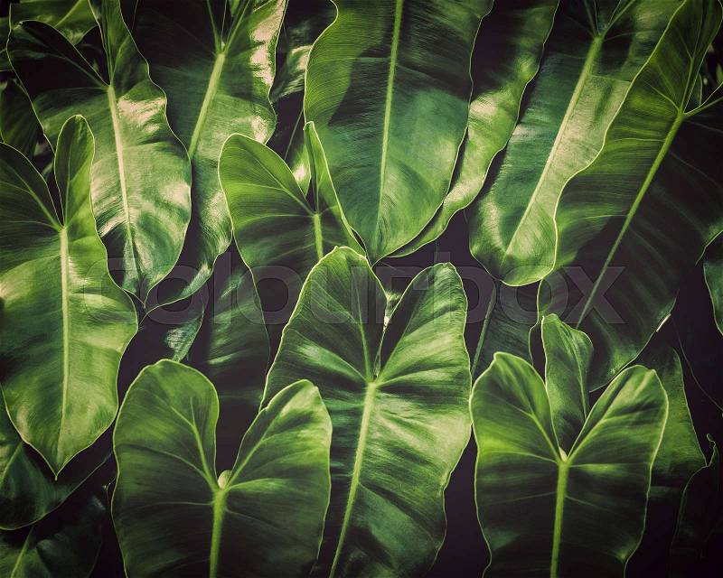 Green leaves tropical background, Green leaves under sunlight, Natural concept, stock photo