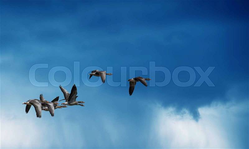 Rainy sky with flying birds natural background environment or ecology concept, stock photo