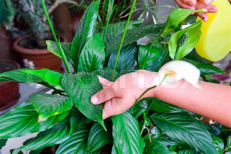 Adult female hands spraying water on indoor house plant. Household concept. Selective focus, stock photo