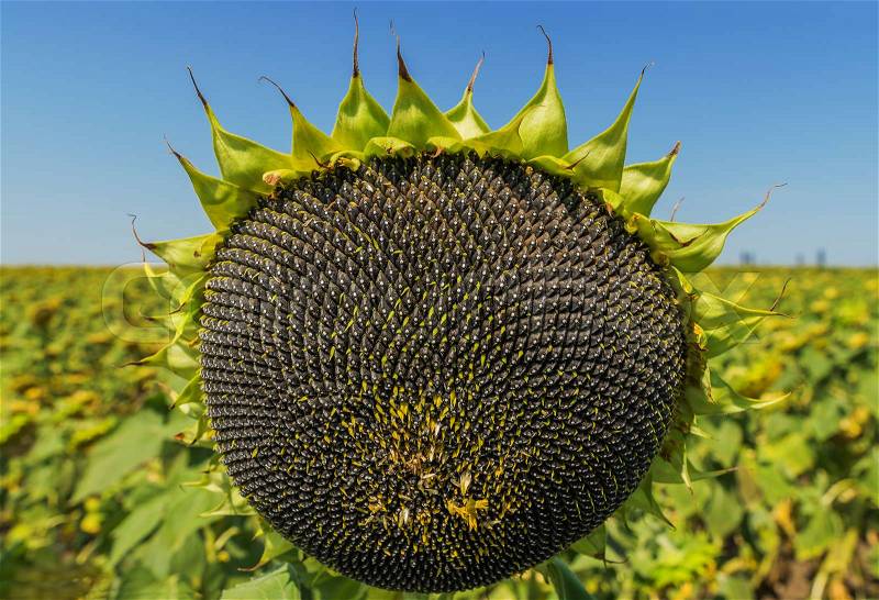 Sunflower with black seeds after flowering in agriculture field, stock photo