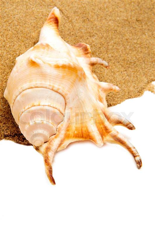 Closeup of a giant spider conch shell on the sand, on a white background with a blank space to write your text, stock photo